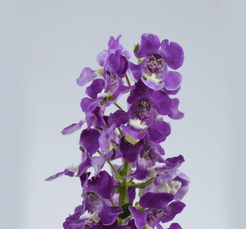 ALONIA™ Violet