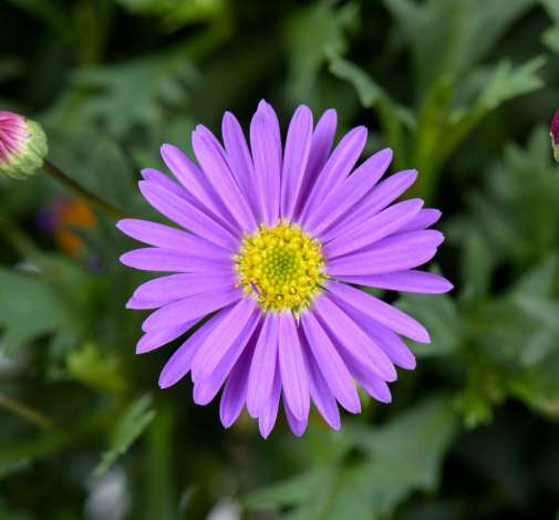 Fresco™ Purple