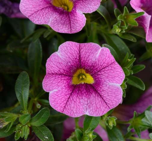 Colibri™ Pink Lace