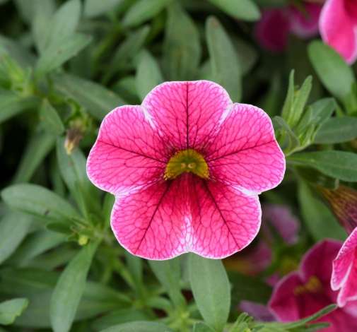 Colibri™ Cherry Lace