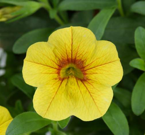 Colibri™ Mellow Yellow