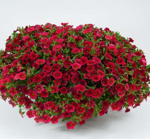 Lia™ Dark Red