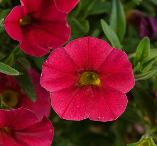 Lia™ Dark Red