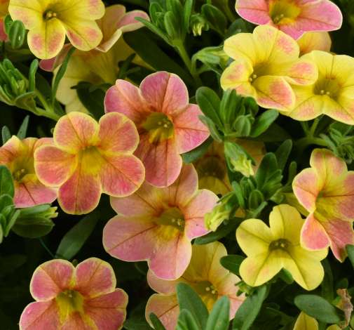 Ombre™ Yellow