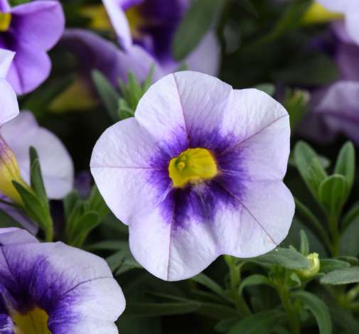 Eyeconic™ Purple