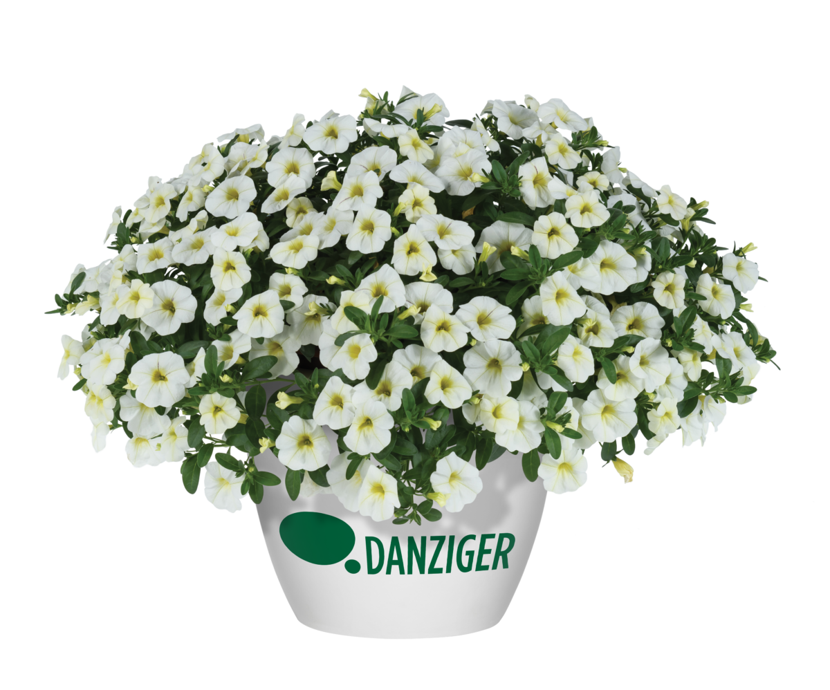 Colibri™ Blizzard