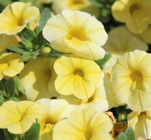 Colibri™ Lemon