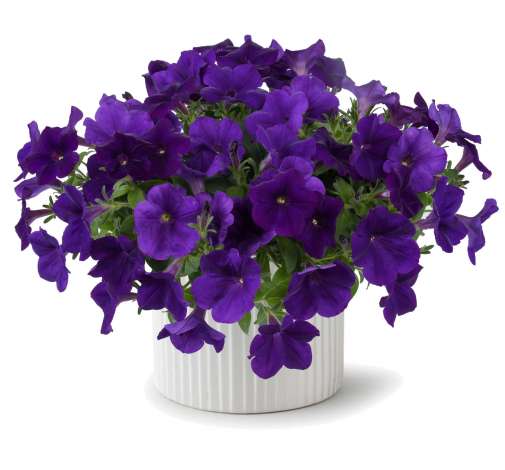 Capella™ Indigo