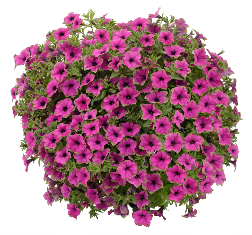 Cascadias™ Pitaya
