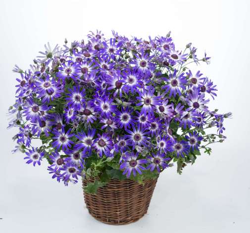 Primavera™ Blueberry