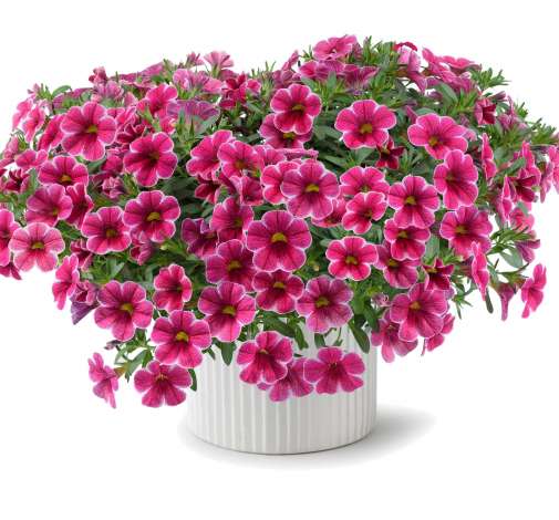 Colibri™ Cherry Lace