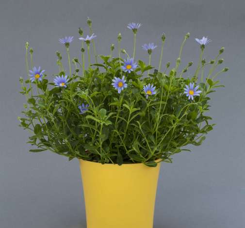 Felicity™ Blue