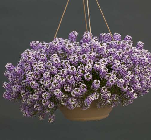 Lavender Stream™