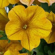 Supercal Premium Yellow Sun Imp.