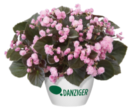 Doublet™ Pink