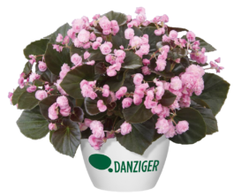 Doublet™ Pink