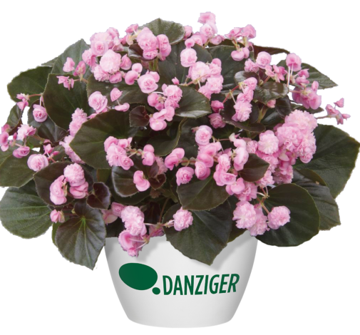 Doublet™ Pink
