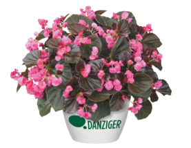 Doublet™ Rose