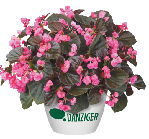 Doublet™ Rose