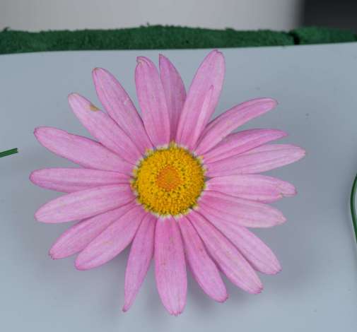 Angelic™ Giant Pink