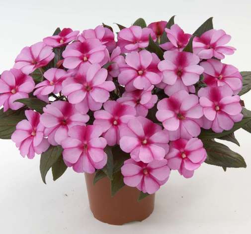 Harmony® Purple Cream