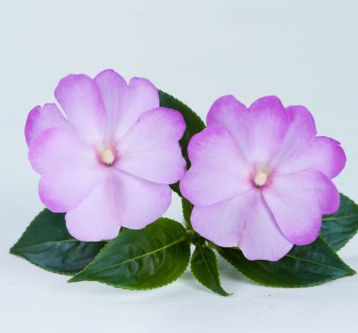 Harmony® Radiance™ Lilac