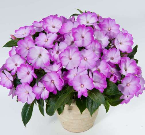 Harmony® Radiance™ Lilac