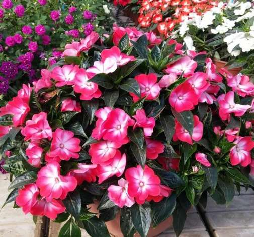 Hamony® Radiance™ Hot Pink