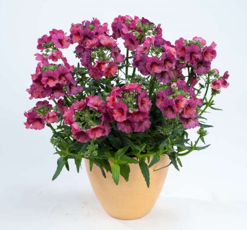 Nesia™ Magenta