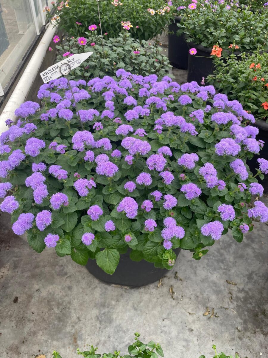 AGUILERA™ VIOLET