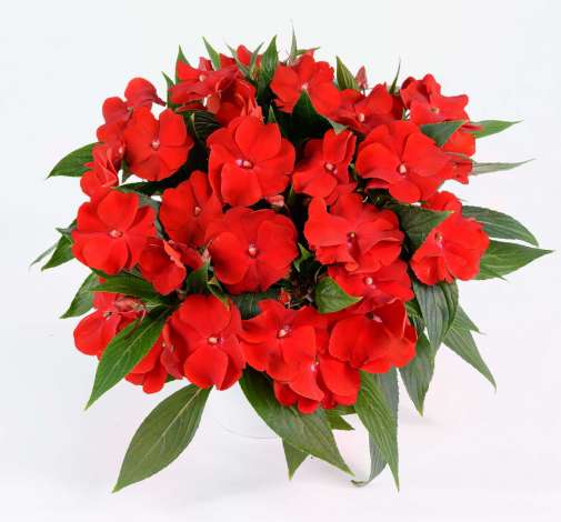 Harmony® Bold Red