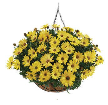 Osticade™ Yellow