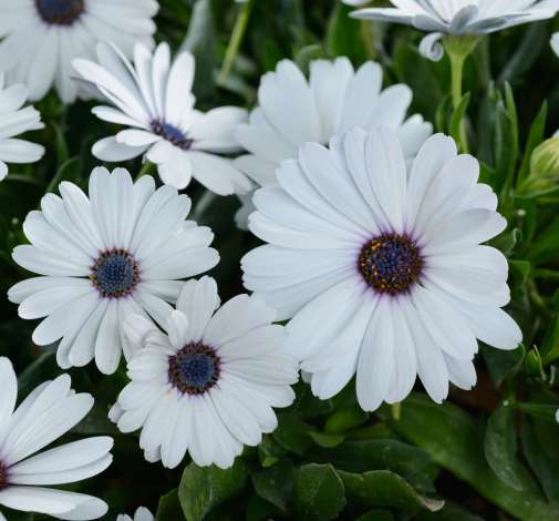 Osticade™ Pure White
