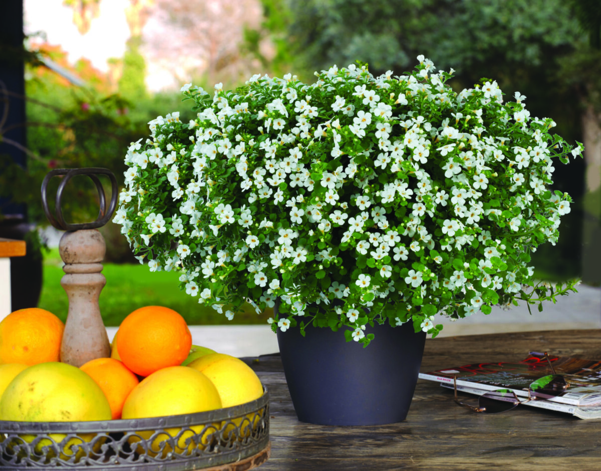 Scopia® Gulliver White Improved