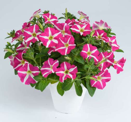 Amore® Pink Hearts