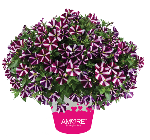 Amore® Fluttering Heart