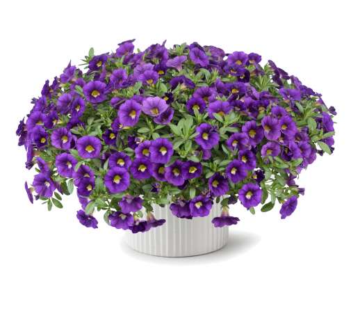Colibri™ Plum