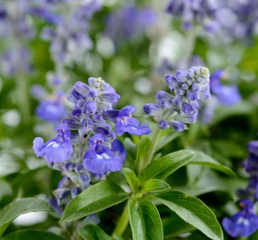Sallyfun™ Bicolor Blue
