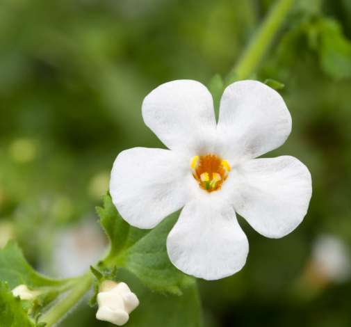 Scopia® Gulliver Dynamic White