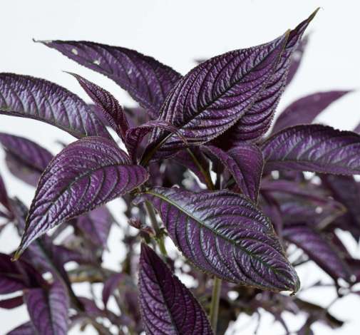 Persian Shield™