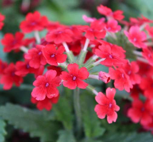 Vanessa™ Red