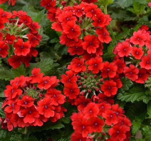 Vanessa™ Compact Red