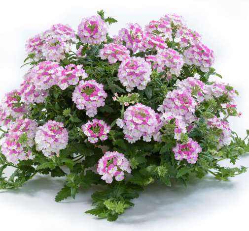 Vanessa™ Bicolor Pink