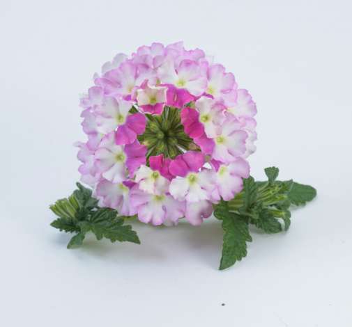 Vanessa™ Bicolor Pink