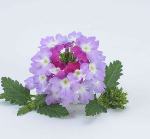 Vanessa™ Bicolor Purple