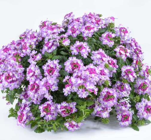 Vanessa™ Bicolor Purple