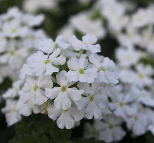 Vanessa™ Compact White