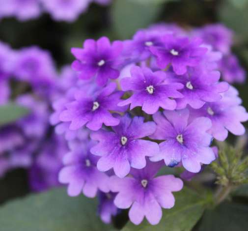 Vanessa™ Purple