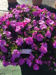 SOL LUNA™ Lilac