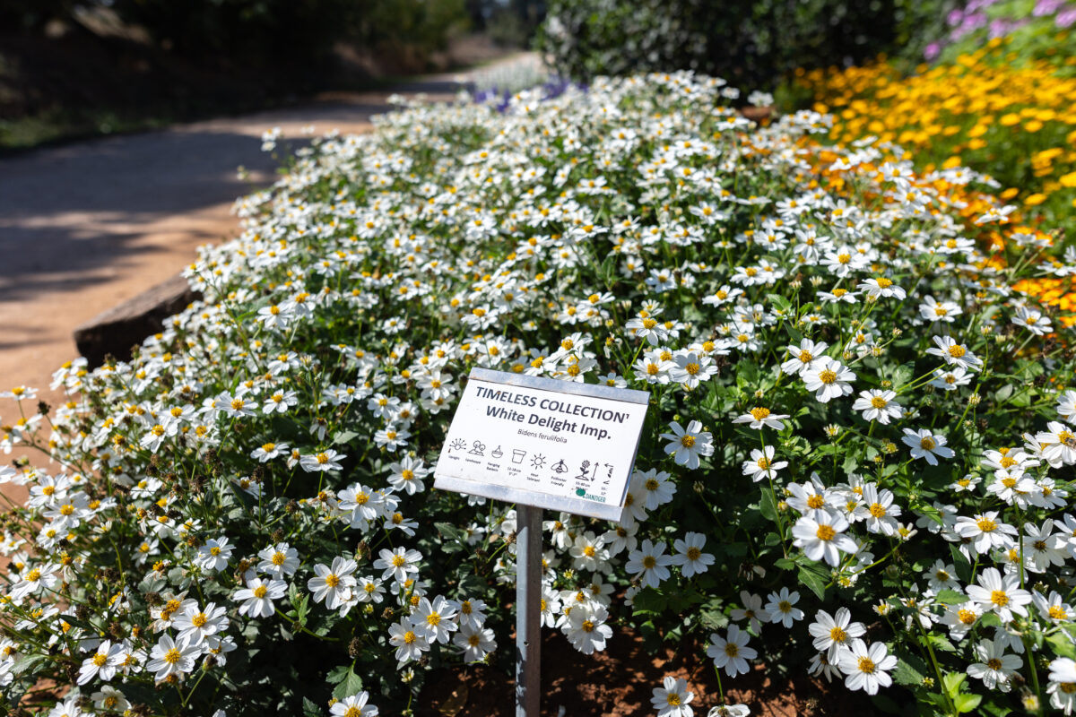 White Delight™ Improved